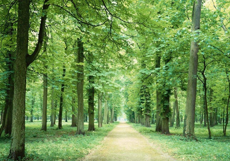 仟億達碳交易，讓林農(nóng)愛上植樹“賣空氣”